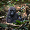 WESTERN LOWLAND GORILLA