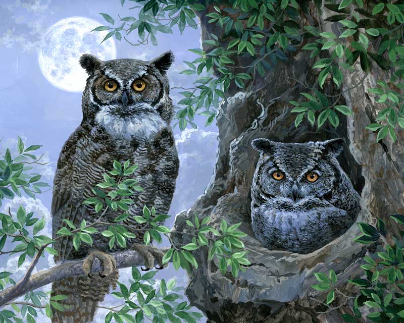 Owls paint by number