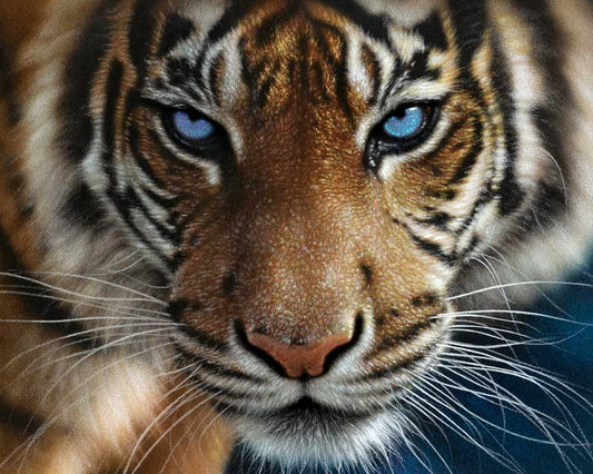 Tiger paint by number