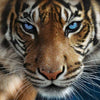 Tiger paint by number