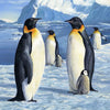Penguin paint by number