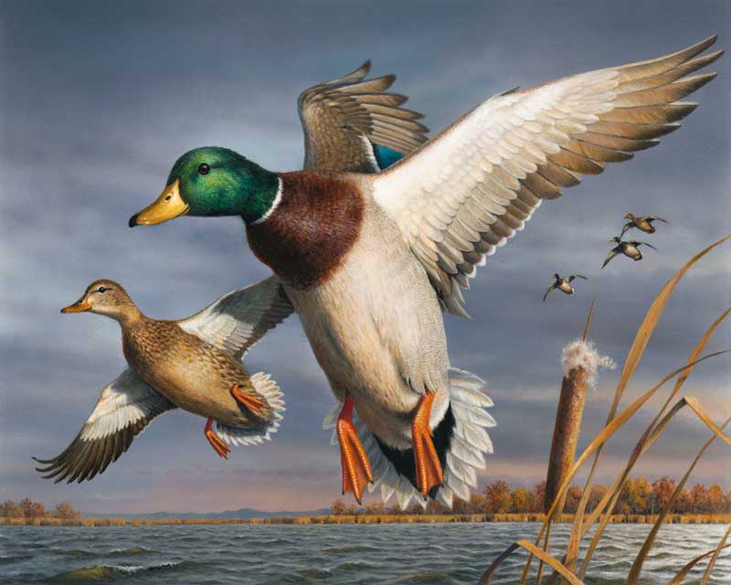 Ducks paint by number