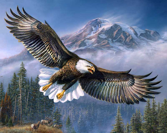 bald eagle paint by number