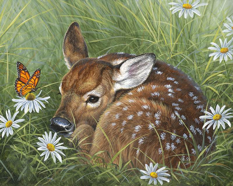 Fawn