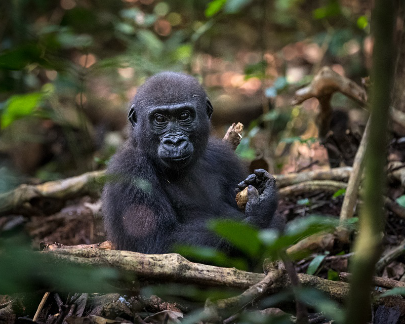 WESTERN LOWLAND GORILLA