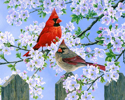 Cardinals paint by number