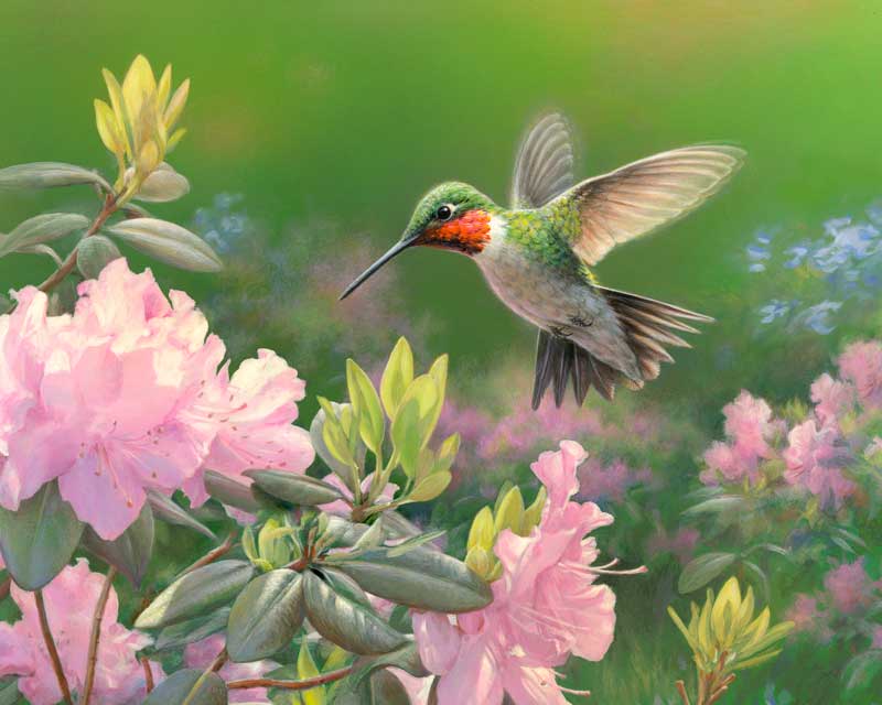 Hummingbird paint by number