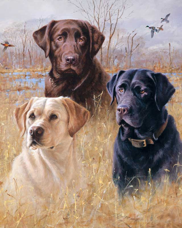Labrador paint by number