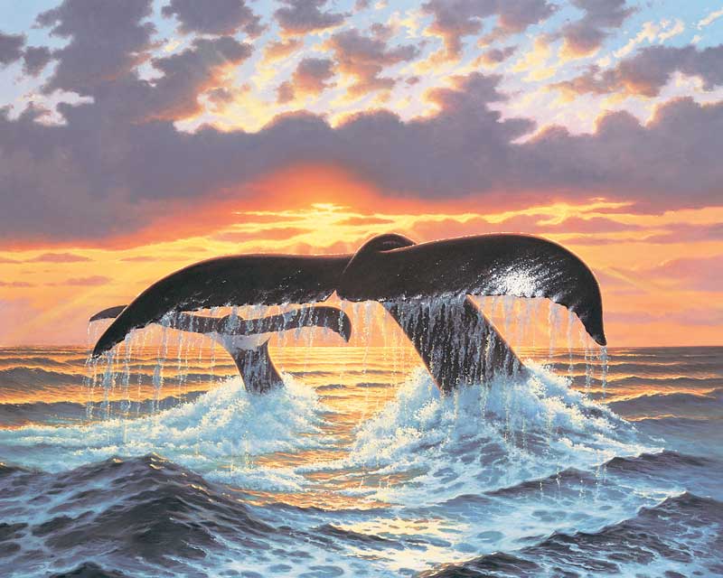 Deep Water Nomads